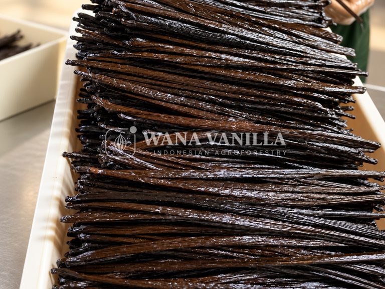 Extraction Grade Vanilla Beans